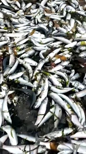 Сахалин тонет в селёдки.