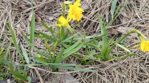 320. Начинаем эксперимент с грядками. Опять в разъездах.