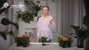 Каланхоэ - инструкция по уходу