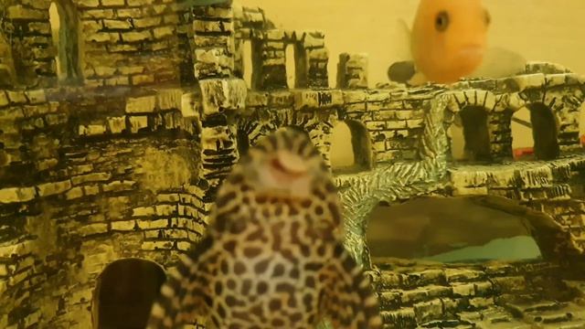 Рыбы смотрят на нас