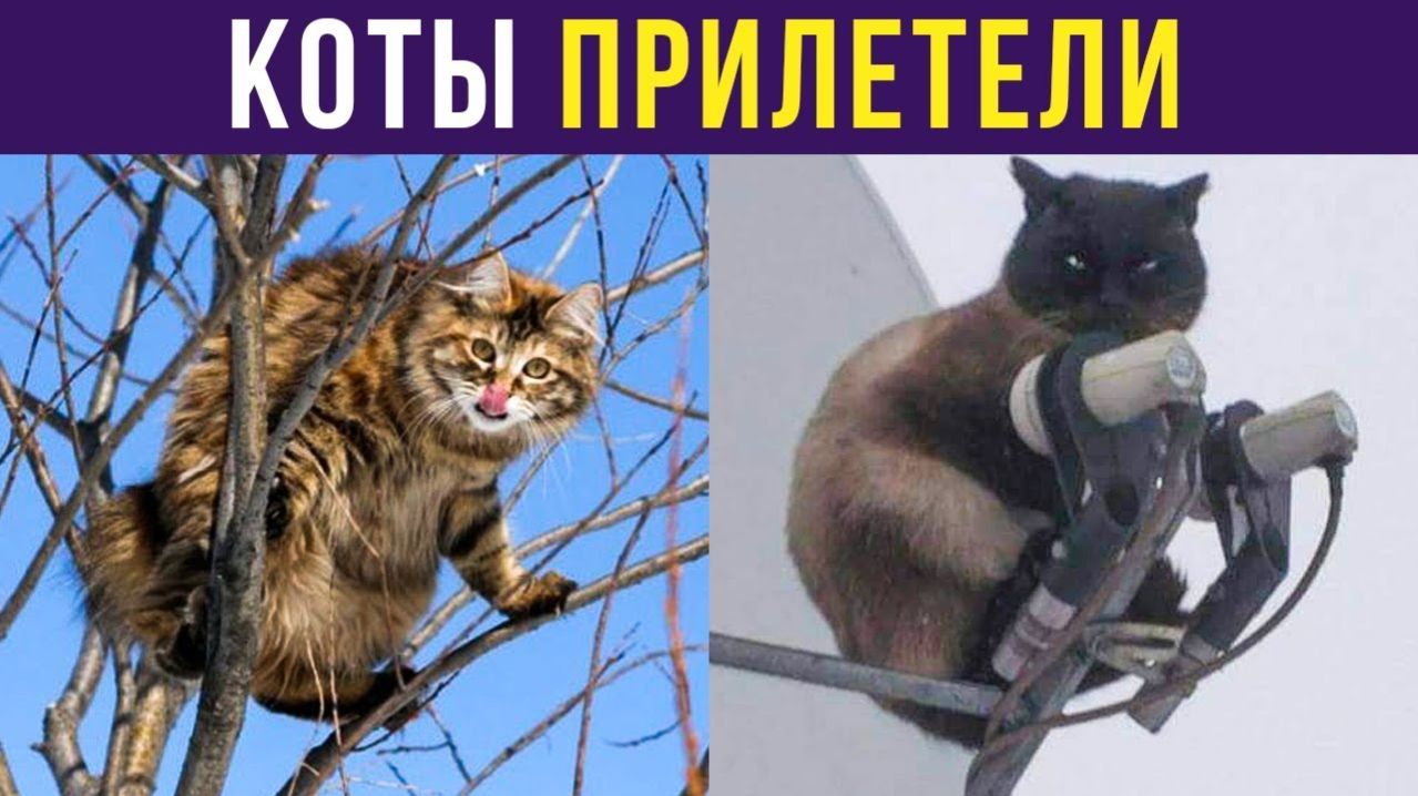 КОТЫ ПРИЛЕТЕЛИ!) Приколы с котами