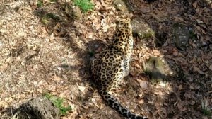 В гости к диким животным.