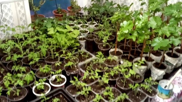 Одно из занятий пчеловодов в непогоду.