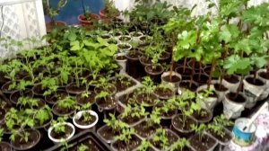 Одно из занятий пчеловодов в непогоду.