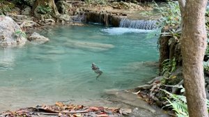 Варан в водопаде Эраван. Таиланд.
