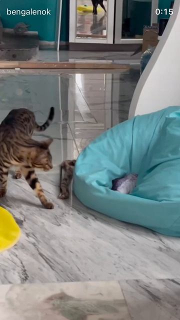 #бенгал #бенгальскийкот