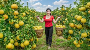 Сбор урожая с гигантского сада Памело, весом более 1000 кг. Продаем — Elli Life