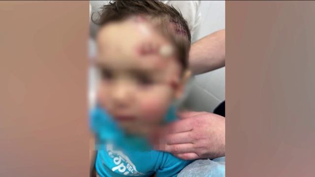 Тигриный побег в Ростове-на-Дону! Следственный комитет начал проверку по факту ЧП в цирке