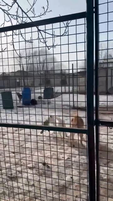 Посещение приюта Верные Друзья 5-7-мы классами Acadia School