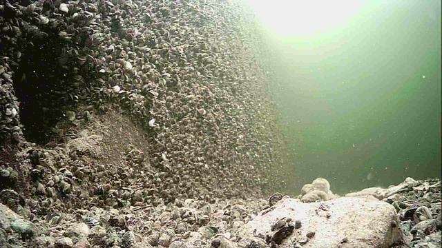 1000015716.mp4Волга гл.5м.20.04.2026г.