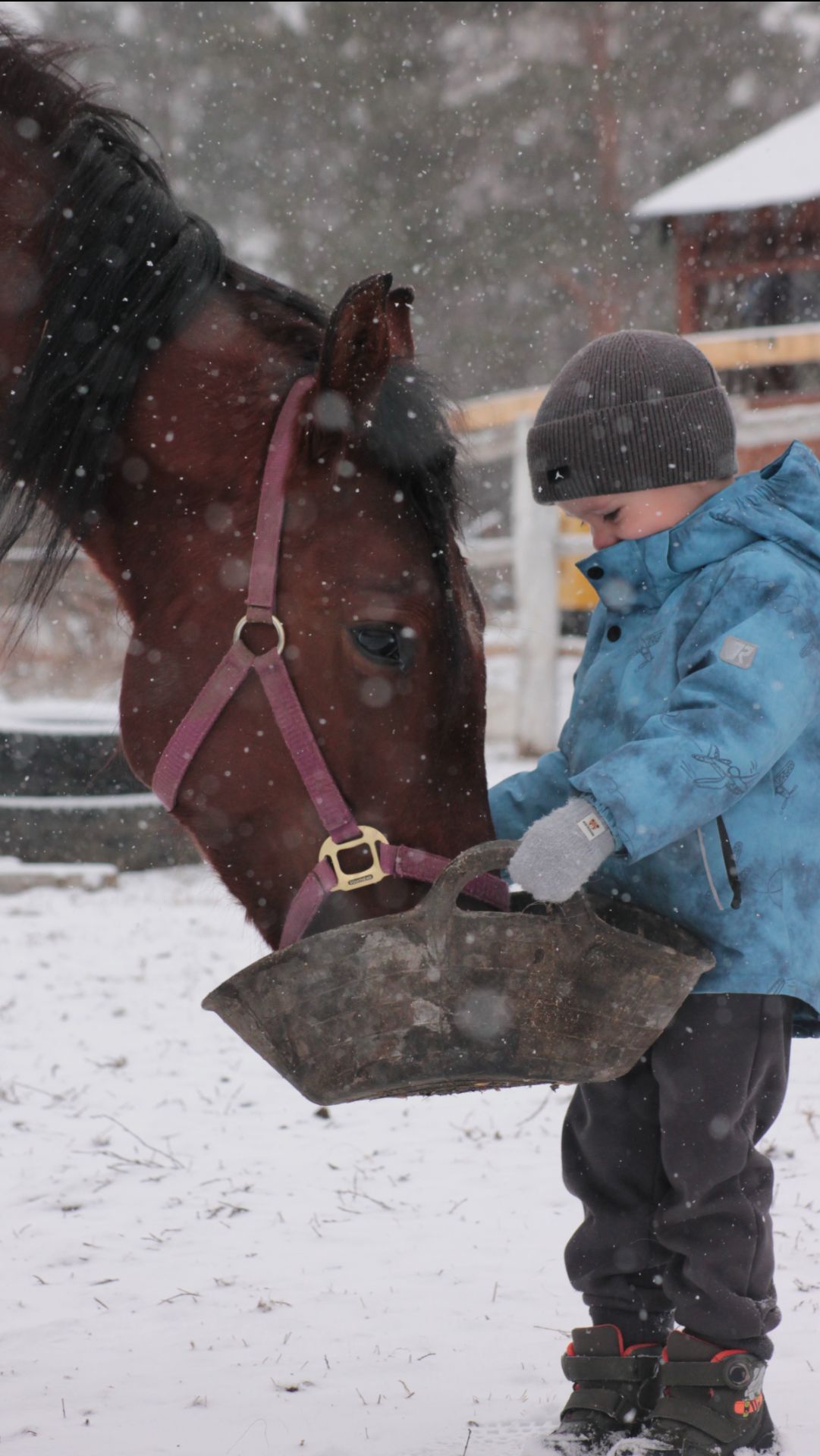 Больше, чем просто животное: моя любовь