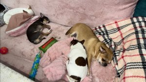 Доброго всем вечера и самых чудесных снов!