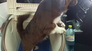 Провожаем Бусю в НОВЫЙ дом 20/04/26 есть другие щенки #купить_щенка_чихуа_продаю +79215950848