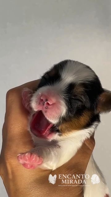 Щенки Папийонов сладко зевают в питомнике Encanto Mirada
