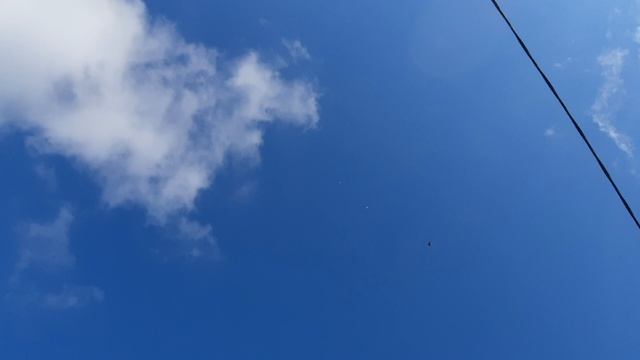 20.04.26 г. Андижанская порода голубей (3)