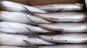 Жирная сочная провесная скумбрия слабой соли
