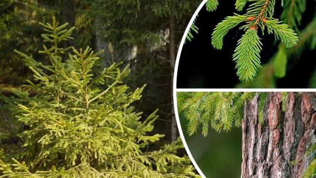 Виды деревьев России