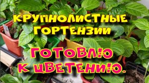 ГОТОВЛЮ КРУПНОЛИСТНЫЕ ГОРТЕНЗИИ К ЦВЕТЕНИЮ.