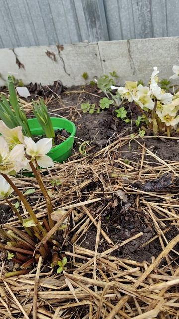 Морозники и первые цветы