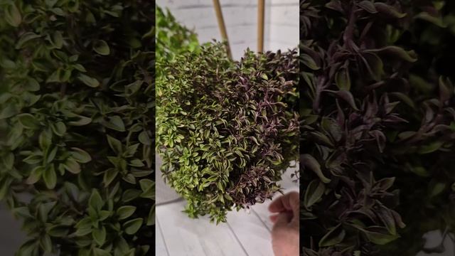 Базилик Глобус,то что получилось из пакетика