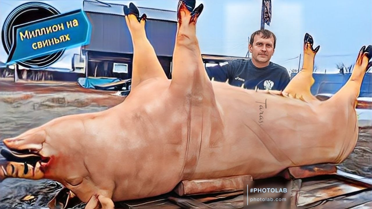 ‼️ Забой ‼️ Огромной свиньи на 350 кг.