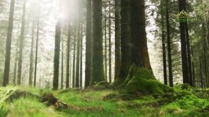 Стихи над миром. Стихотворения Зинаиды Миркиной