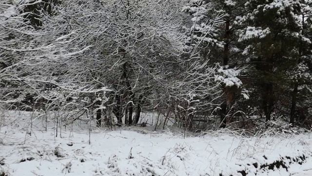 Белая сказка апреля.