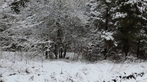 Белая сказка апреля.