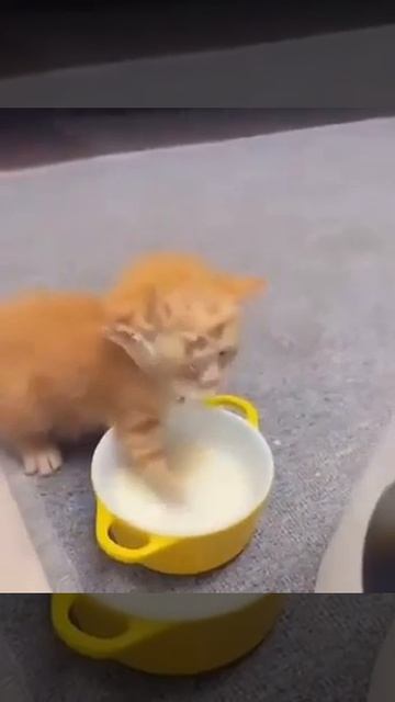 Обычное поведение рыжего кота