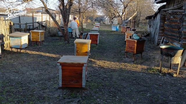 Покупка пчёл для новой пасеки на сотке