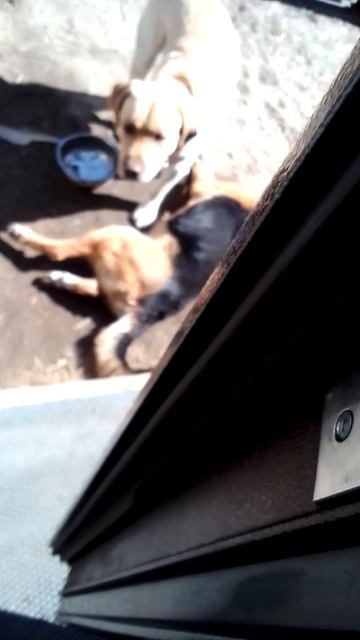 любовь-морковь