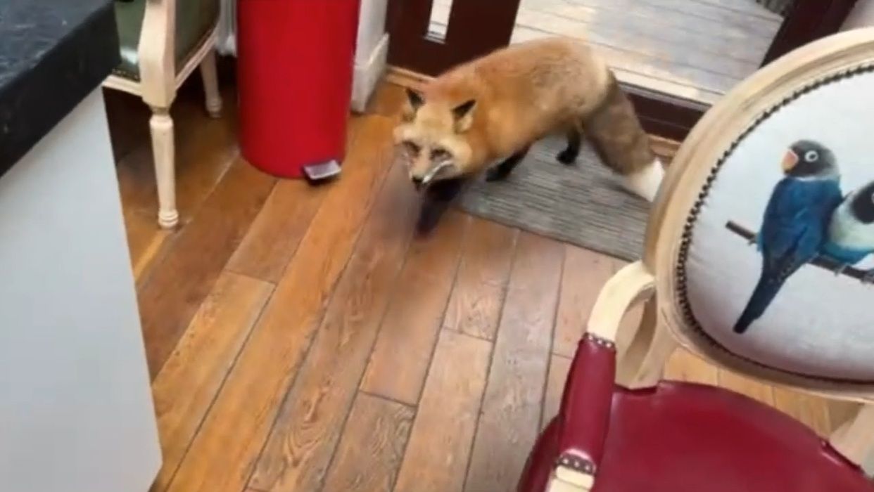 Лиса-Алиса. Лиса пришла на проверку кухни