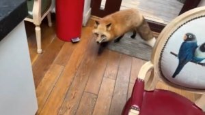 Лиса-Алиса. Лиса пришла на проверку кухни