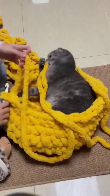 Навязала коту домик