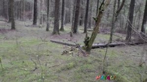 Красивый Лес и байки о встречах с цыганами.