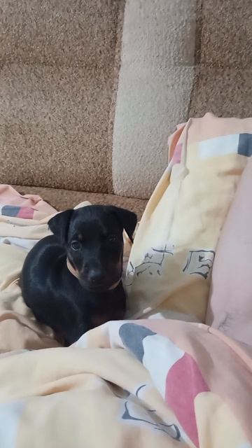 Афина шалит! 😇