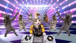 Кошачья дискотека