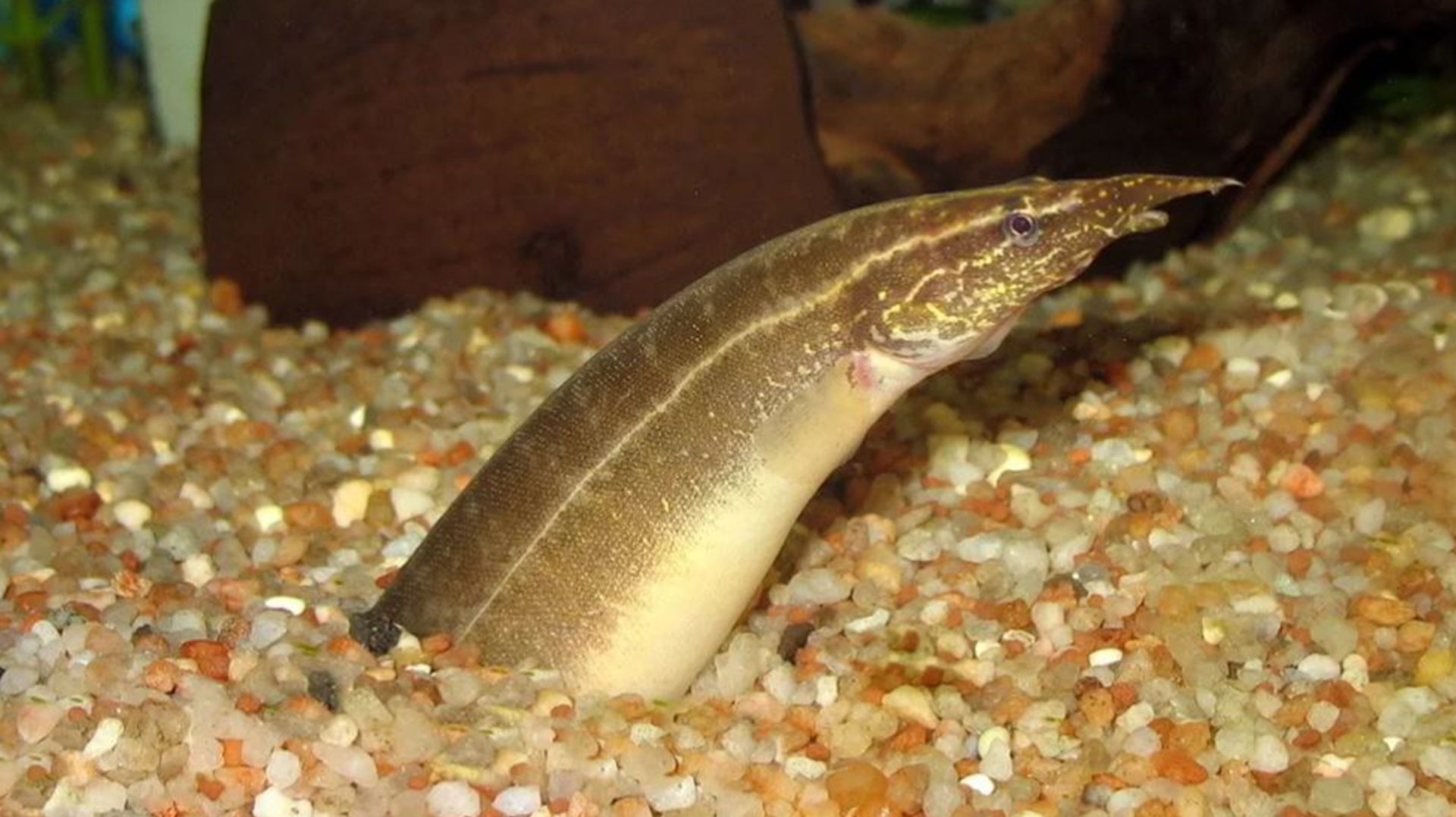 Змея в корягах: загадочный ныряльщик с драконьим характером