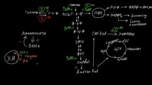 Лекции 17-18 Гормоны поджелудочной железы, надпочечников