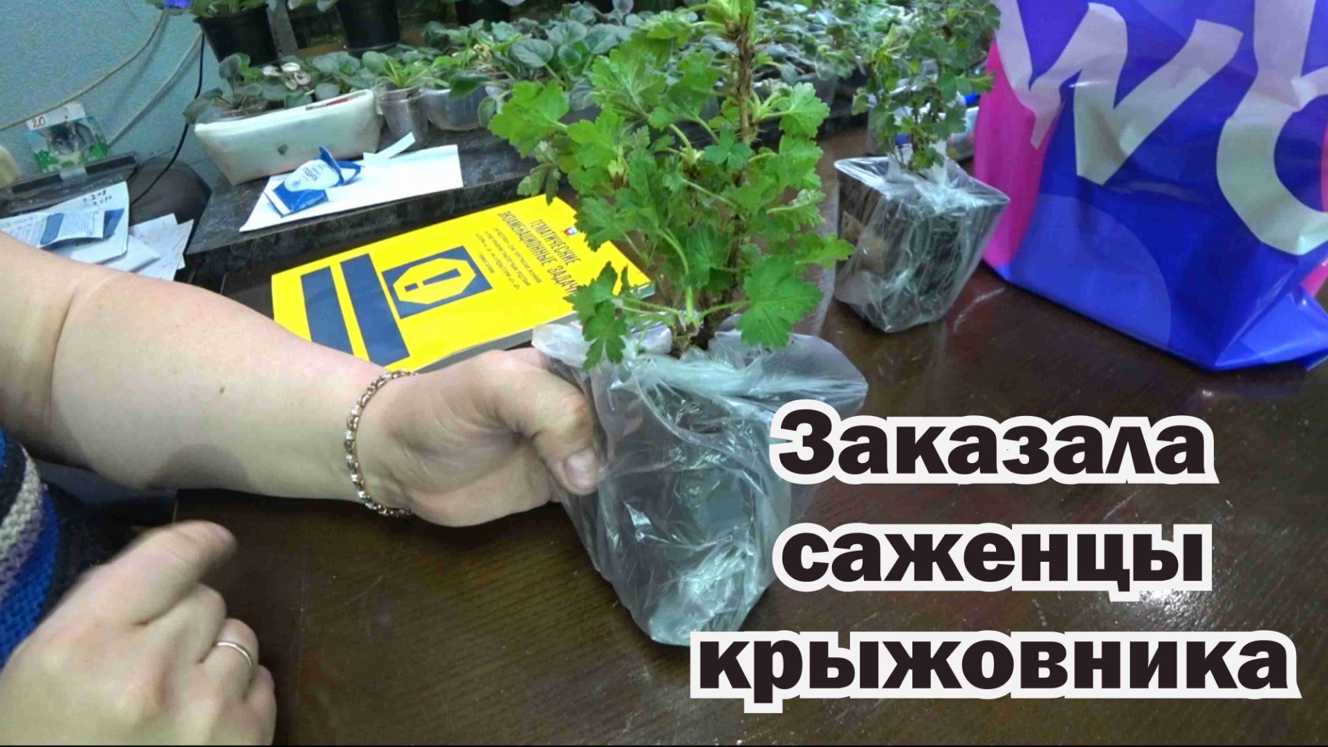 Обзор покупок с маркетплейсов: саженцы крыжовника, задачи ПДД, формы для куличей, семена гипоэстеса