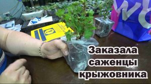 Обзор покупок с маркетплейсов: саженцы крыжовника, задачи ПДД, формы для куличей, семена гипоэстеса