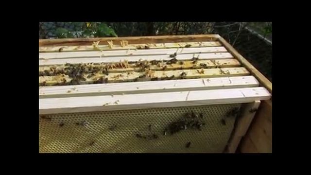 весеннее расширение пчелосемей одной вощиной, без использовании суши - часть 3 ( видео из архива )