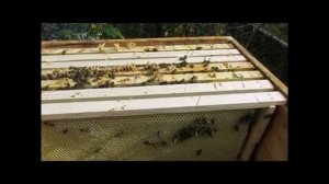 весеннее расширение пчелосемей одной вощиной, без использовании суши - часть 3 ( видео из архива )