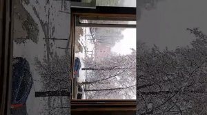 снежное утро.