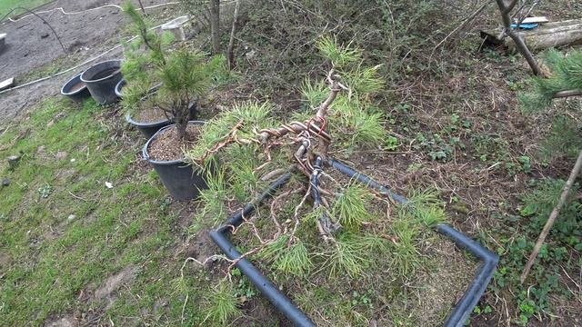 Весенний обзор моего сада бонсай