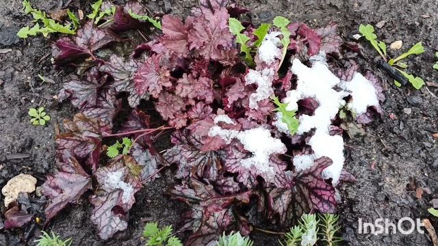 Апрель, 20-тое 2026. Выпал снег