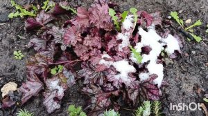 Апрель, 20-тое 2026. Выпал снег