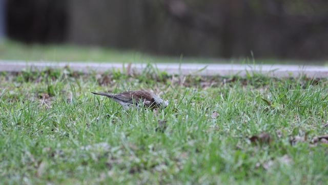 Дрозд-рябинник. 19.04.26