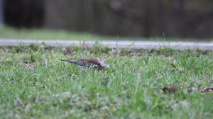 Дрозд-рябинник. 19.04.26