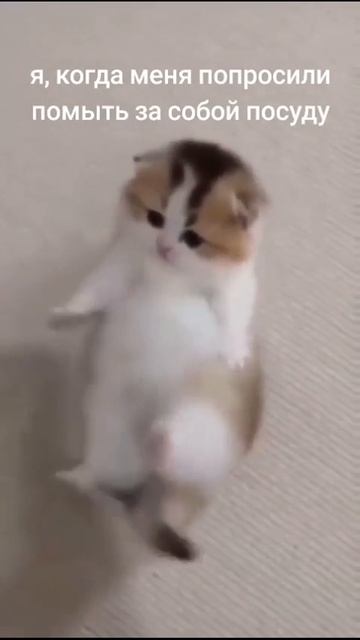 Клип @meowtaverse